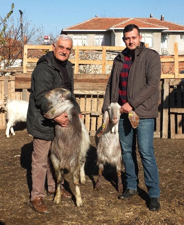 1 Metrelik Boylarıyla Bir Batında 8 Oğlak Doğurup, 8 Litre Süt Veriyorlar