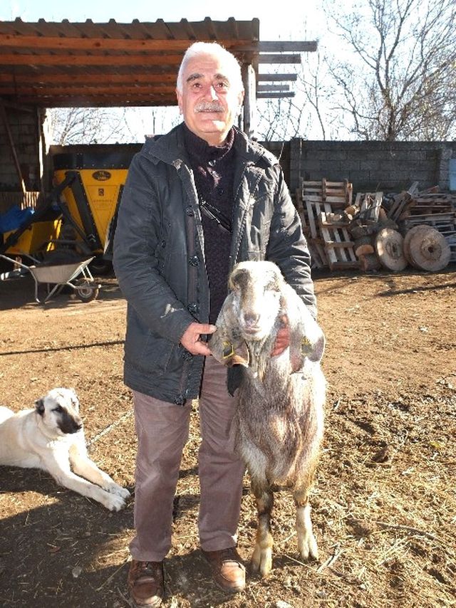 1 Metrelik Boylarıyla Bir Batında 8 Oğlak Doğurup, 8 Litre Süt Veriyorlar