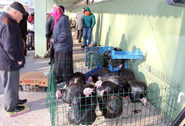 Ülkenin En Lezzetli Hindileri Görücüye Çıktı! Satış Rekorları Kırıyor