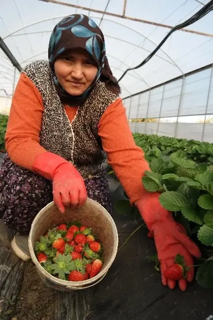 Görenler Şaşkın! Kış Ortasında Çilek Hasadı, Kilosu 7 Liradan Satılıyor