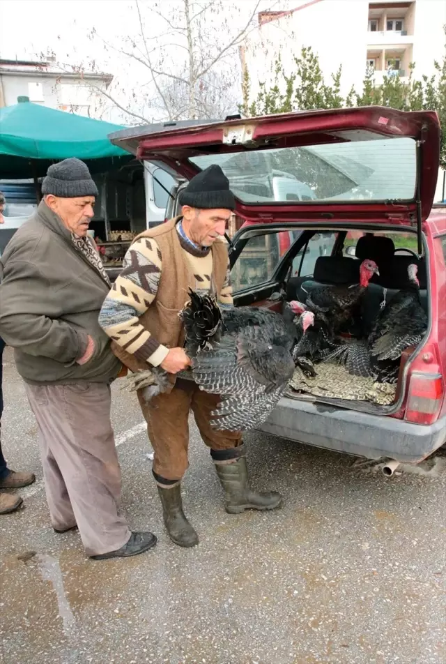 Lezzeti Dillere Destan Kandıra Hindisinin Tanesi 100 Liradan Satılıyor