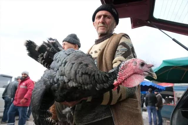 Lezzeti Dillere Destan Kandıra Hindisinin Tanesi 100 Liradan Satılıyor