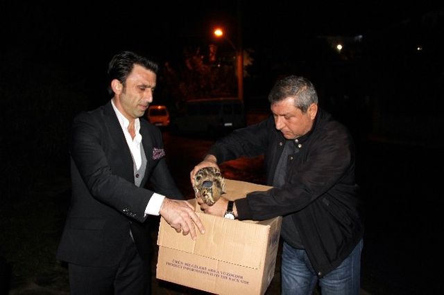 Nesli Tükenmekte Olan Balaban Kuşu, Bodrum'da Yaralı Halde Bulundu
