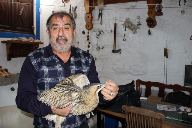 Nesli Tükenmekte Olan Balaban Kuşu, Bodrum'da Yaralı Halde Bulundu