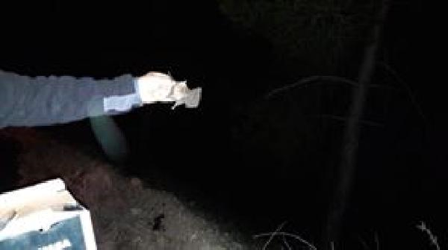 Muğla'da Yarasa Yakalayıp Satışını Yapan Kişi Suçüstü Yakalandı