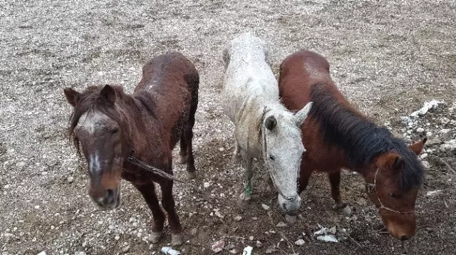 Kaçak At Kesimine Jandarma Baskını