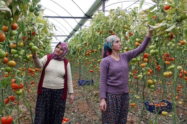 Antalyalı Çiftçiyi İsrail Fidesi Yaktı! Mahsülde Virüs Çıkınca Çöpe Döktüler