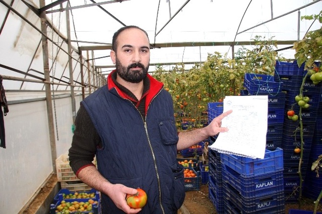 Antalyalı Çiftçiyi İsrail Fidesi Yaktı! Mahsülde Virüs Çıkınca Çöpe Döktüler