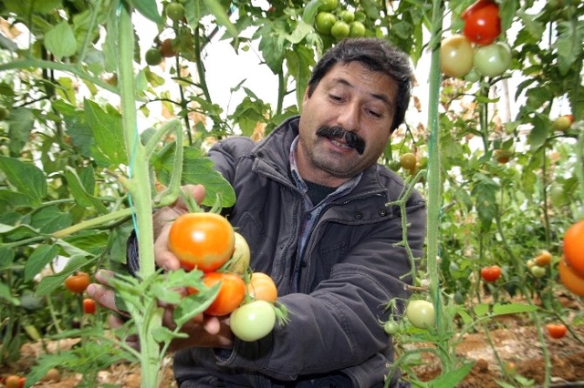 Antalyalı Çiftçiyi İsrail Fidesi Yaktı! Mahsülde Virüs Çıkınca Çöpe Döktüler