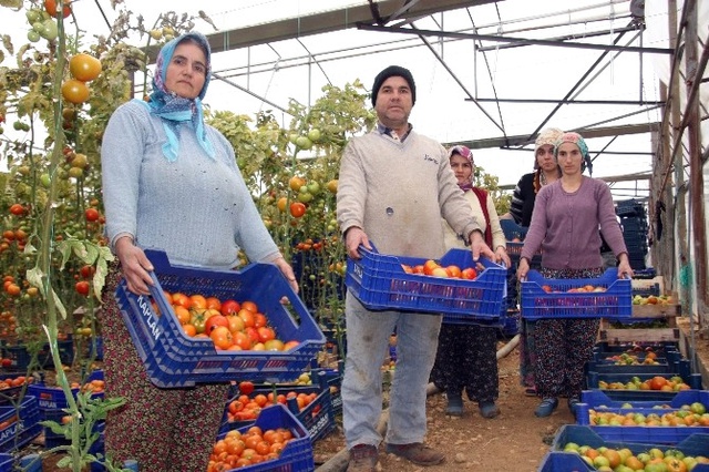 Antalyalı Çiftçiyi <a class='keyword-sd' href='/israil/' title='İsrail'>İsrail</a> Fidesi Yaktı! Mahsülde Virüs Çıkınca Çöpe Döktüler