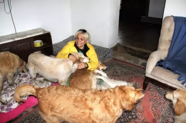 12 Köpeği Sahiplendi, Hayatı Tepetaklak Oldu