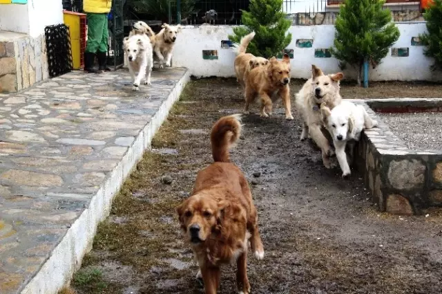 12 Köpeği Sahiplendi, Hayatı Tepetaklak Oldu