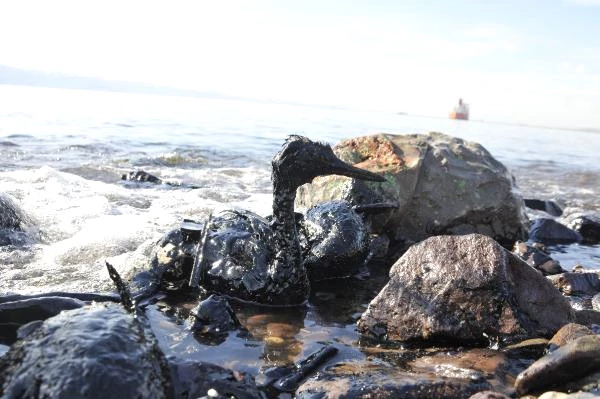İzmit Körfezi'nde Limandan Sızan Yakıt Kirliliğe Yol Açtı