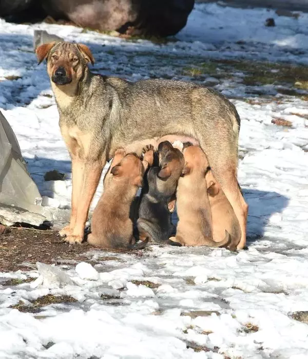 Aç Kalan Anne Köpek, 6 Yavrusu İçin Kendini Feda Etti