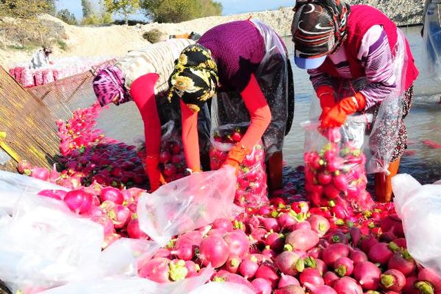 Zor Şartlarda Üretilen Turp Tarlada 50 Kuruş, İstanbul'da 3 Liraya Satılıyor