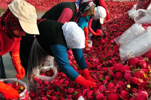 Zor Şartlarda Üretilen Turp Tarlada 50 Kuruş, İstanbul'da 3 Liraya Satılıyor