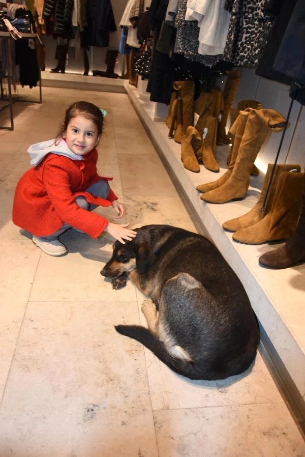 Üşüyen Hayvanlara Kapılarını Açan Mağaza, Müşterilerin İçini Isıttı