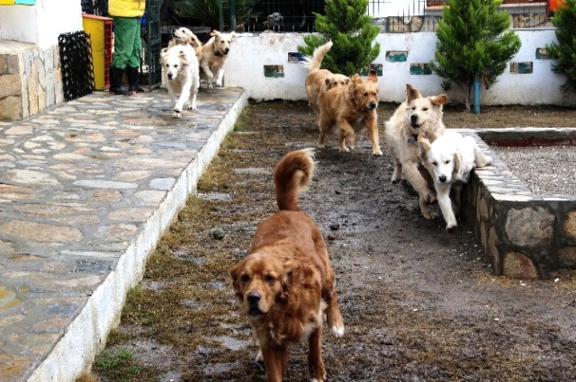Bodrum'un Simgesi 12 Köpeğin Velayet Tartışması Karakolluk Etti