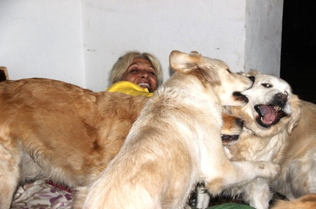Bodrum'un Simgesi 12 Köpeğin Velayet Tartışması Karakolluk Etti