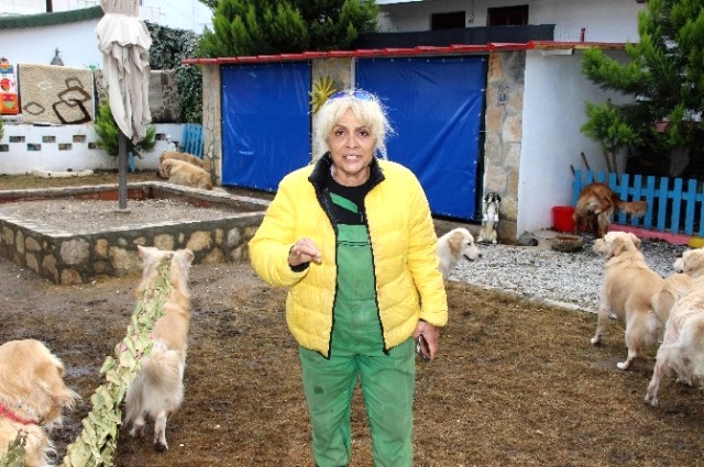Bodrum'un Simgesi 12 Köpeğin Velayet Tartışması Karakolluk Etti