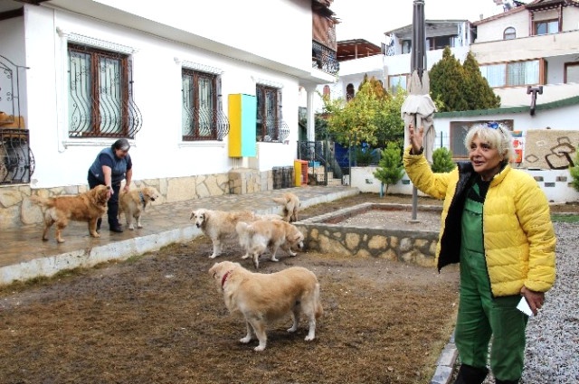 Bodrum'un Simgesi 12 Köpeğin Velayet Tartışması Karakolluk Etti