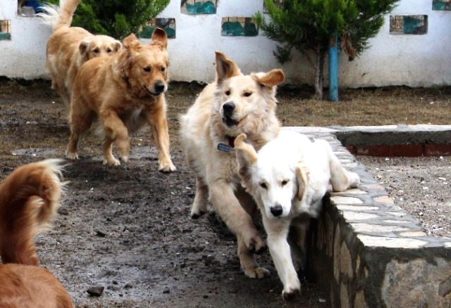 Bodrum'un Simgesi 12 Köpeğin Velayet Tartışması Karakolluk Etti