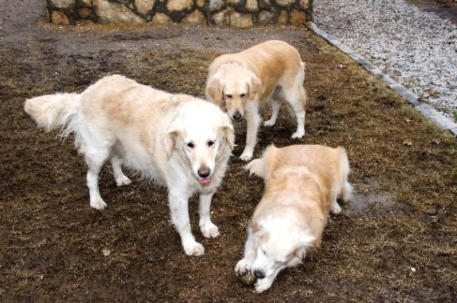Bodrum'un Simgesi 12 Köpeğin Velayet Tartışması Karakolluk Etti