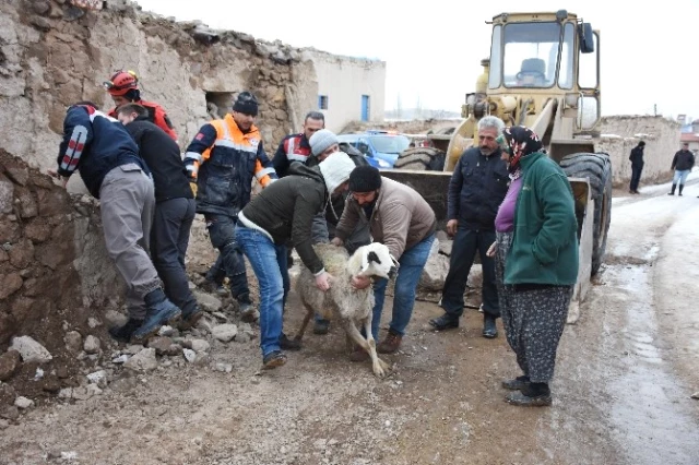 Aksaray'da Mandıra Çöktü, 20 Hayvan Kurtarıldı 5'i Telef Oldu