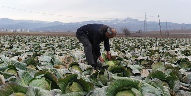 Kilosunu 35 Kuruşa Sattıkları Ürünler, Pazarda Tanesi 7 Liraya Satılıyor