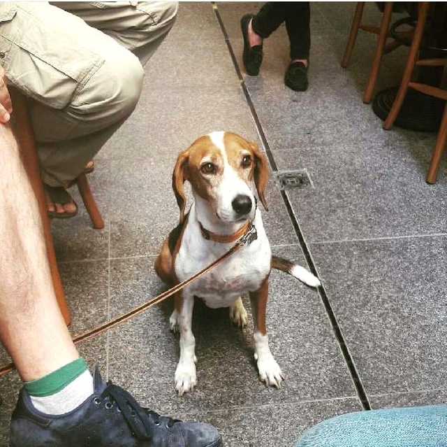 Elektrik Akımına Kapılıp Ölen Köpeğin Sahibi: Sorumluluğu Üstlenen Kurum Yok
