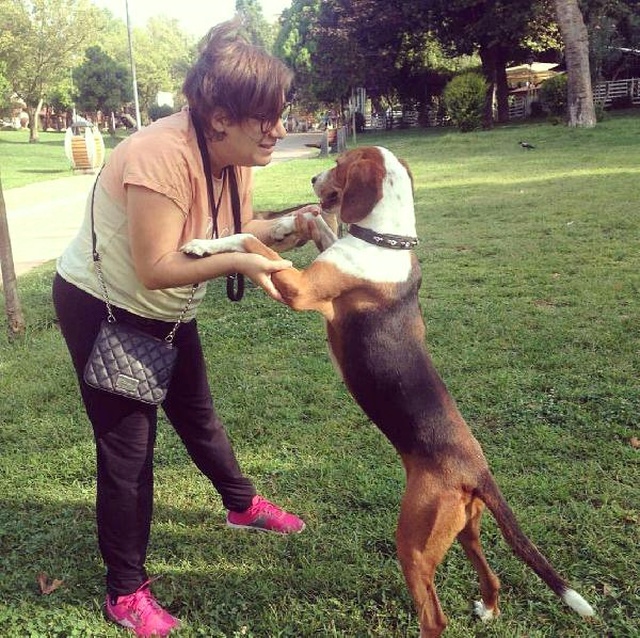 Elektrik Akımına Kapılıp Ölen Köpeğin Sahibi: Sorumluluğu Üstlenen Kurum Yok