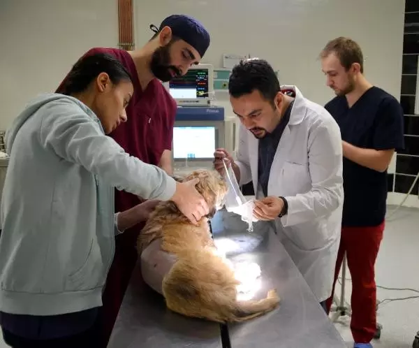 11 Yaşındaki Köpeğe Bel Fıtığı Ameliyatı Yapıldı