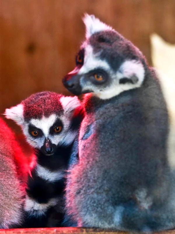 Hayvanat Bahçesindeki Anne Lemur Yavrusundan Bir An Bile Ayrılmıyor
