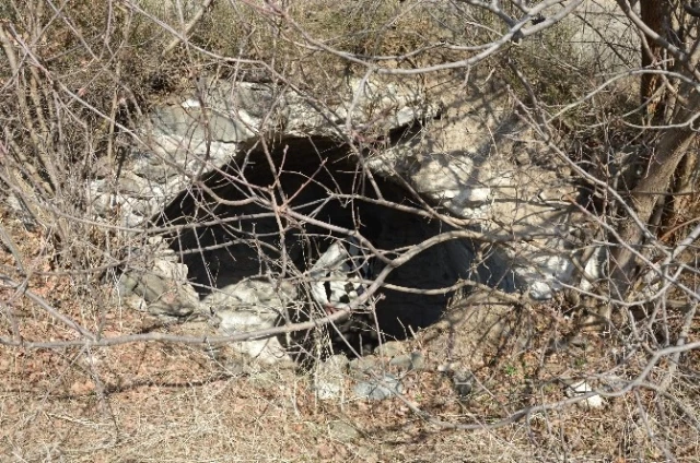 Vatandaşlar Tedirgin! Tokat'ta Mahalleliyi Ayı Korkusu Sardı