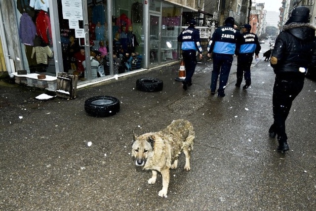 Sokak Köpeklerini Döven Esnaf Özür Diledi: Bana Kumpas Kurdular