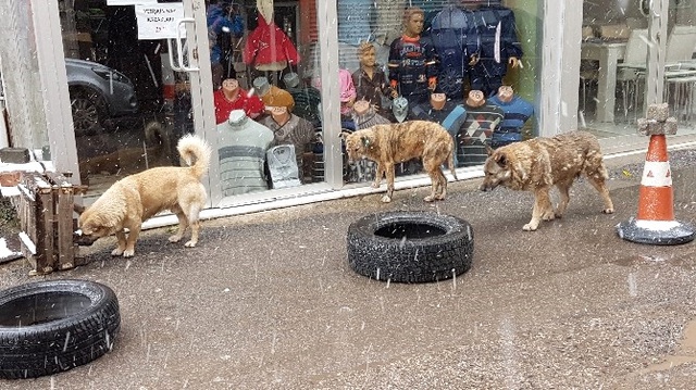 Sokak Köpeklerini Döven Esnaf Özür Diledi: Bana Kumpas Kurdular
