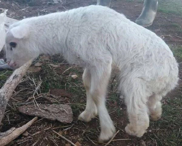 Manisa'da Arka Bacakları Kısa Olan Kuzu Şakınlık Yarattı