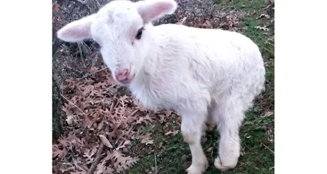 Manisa'da Arka Bacakları Kısa Olan Kuzu Şakınlık Yarattı