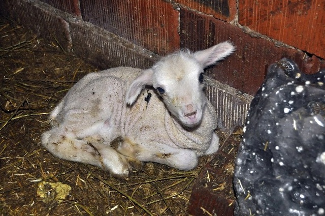Çiftçi, Hayvanlarını Çalan Hırsızlara Seslendi: Hiç Değilse Analarını Getirin