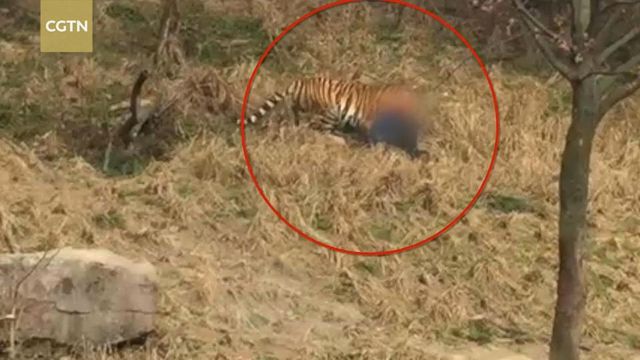 Kaplanlar, Kafese Giren Adamı Ziyaretçiler Önünde Paramparça Etti