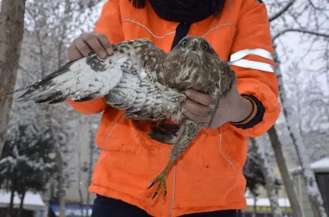 Yaralı ve Donmak Üzere Olan Şahini Köpeklerden Kurtardı