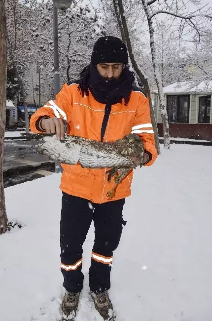 Yaralı ve Donmak Üzere Olan Şahini Köpeklerden Kurtardı