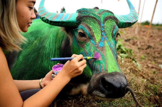 Vietnam'da Bufalo Boyama Festivali Büyük İlgi Gördü