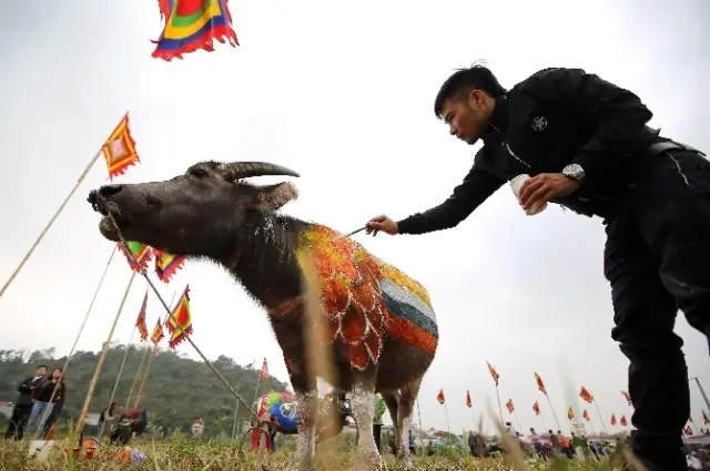 Vietnam'da Bufalo Boyama Festivali Büyük İlgi Gördü