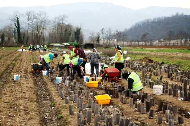 Zonguldak'da Fidan Üretim Faaliyetleri Hız Kesmeden Devam Ediyor