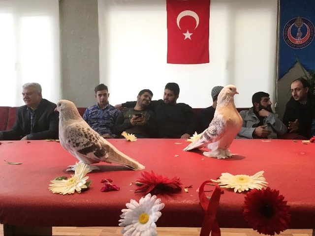 'Koca Yusuf' İsimli Güvercin 90 Bin Liraya Satıldı