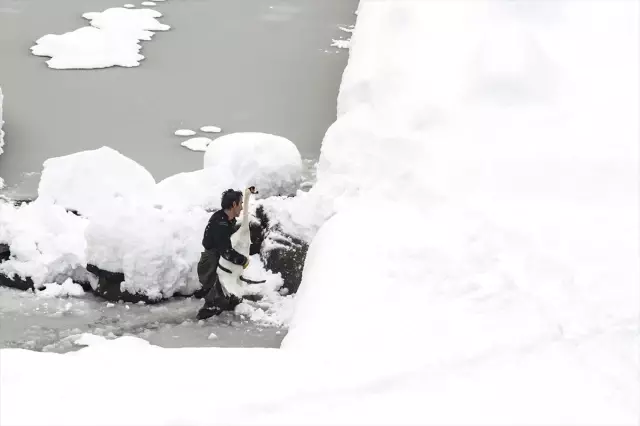 Trabzonlu İşçi Buzlu Gölete Girip Kuğuları Kurtardı