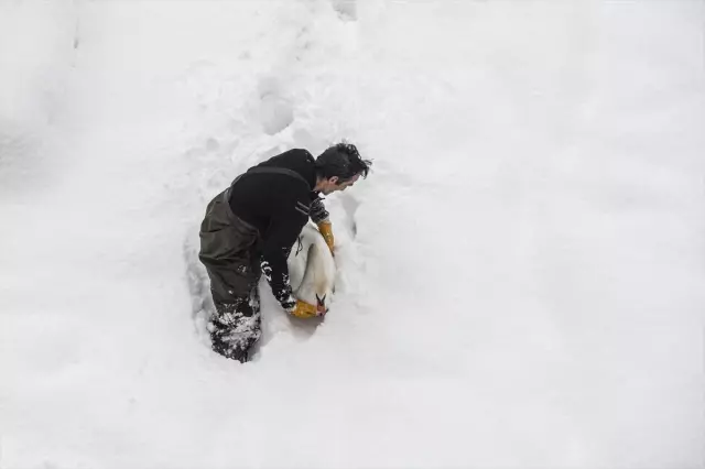 Trabzonlu İşçi Buzlu Gölete Girip Kuğuları Kurtardı