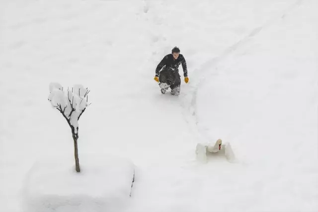 Trabzonlu İşçi Buzlu Gölete Girip Kuğuları Kurtardı