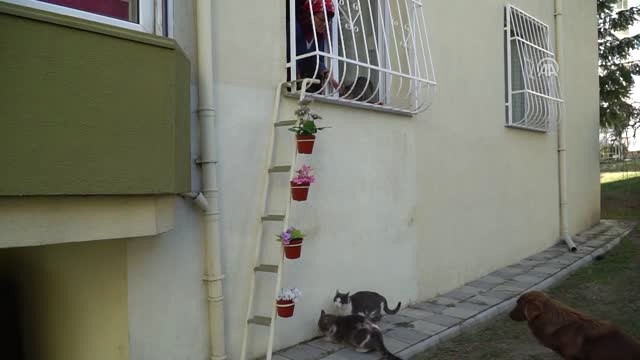Kedileri Soğuktan Korumak isteyen Kadın, Evine 'Kedi Merdiveni' Yaptırdı